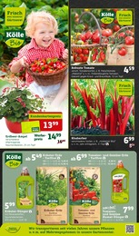 Tomatenpflanze Angebot im aktuellen Pflanzen Kölle Prospekt auf Seite 6