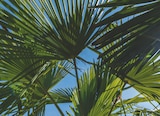 Promo Palmier de Chine à 39,99 € dans le catalogue Jardiland à Cusset