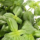 Plante aromatique certifiée ab - Truffaut Plante aromatique certifiée ab à 2,99 € dans le catalogue Truffaut