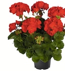 Geranien im Angebot bei Wreesmann in Freiberg Geranien Angebote bei Wreesmann Freiberg für 1,59 €