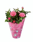 Rosier 'Lovely Rose' - Lidl à Vitry-sur-Seine Rosier 'Lovely Rose' en promo chez Lidl Vitry-sur-Seine à 2,99 €