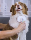 PiddiPet IonBrush bei Netto Marken-Discount im Prospekt "" für 14,99 €