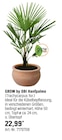Hanfpalme von GROW by OBI im aktuellen OBI Prospekt für 22,99 €