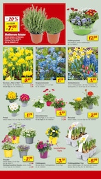 toom Baumarkt Blumen im Prospekt 