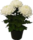 Chrysantheme im V-Markt Prospekt Deko-Chrysantheme Chrysanthemum im aktuellen V-Markt Prospekt für 3,99 €