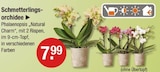 Zimmerpflanzen im V-Markt Prospekt Schmetterlingsorchidee im aktuellen V-Markt Prospekt für 7,99 €