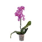 Promo Orchidée 1 Branche à 6,49 € dans le catalogue Auchan Hypermarché à Veynes