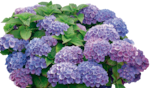 Hortensia primeur fleuri à LaMaison.fr dans Les Rairies Hortensia primeur fleuri à LaMaison.fr dans Les Rairies