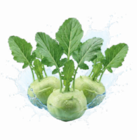 Kohlrabi im Angebot bei Netto Marken-Discount in Freital Kohlrabi Angebote bei Netto Marken-Discount Freital für 0,55 €