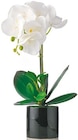 Künstliche Orchidee im aktuellen Netto mit dem Scottie Prospekt