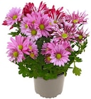 Aktuelles Chrysantheme »Best Friends« Angebot bei REWE in Hamburg ab 2,79 €