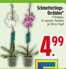 Schmetterlings-Orchidee im Angebot bei EDEKA in Ravensburg Schmetterlings-Orchidee Angebote bei EDEKA Ravensburg für 4,99 €