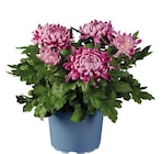 Chrysanthème grosse tête déco - Lidl à Levallois-Perret Chrysanthème grosse tête déco en promo chez Lidl Levallois-Perret à 5,49 €