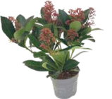Skimmia „Rubella“ von  im aktuellen V-Markt Prospekt für 3,99 €