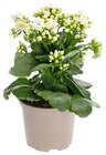 Kalanchoe Angebote bei REWE Ibbenbüren für 2,59 €
