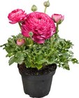 Hagebaumarkt Eching - Ranunkel Angebot im Prospekt Ranunkel bei Hagebaumarkt im Eching Prospekt für 4,99 €