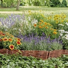 Nützlingsfreundliche Stauden im Angebot bei toom Baumarkt in Böblingen Nützlingsfreundliche Stauden Angebote bei toom Baumarkt Böblingen für 2,49 €