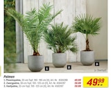 toom Baumarkt Schleswig - Phoenixpalme Angebot im Prospekt Phoenixpalme bei toom Baumarkt im Schleswig Prospekt für 49,99 €