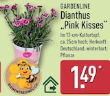 Dianthus "Pink Kisses" von GARDENLINE für 1,49 € bei ALDI Nord im Angebot Dianthus "Pink Kisses" von GARDENLINE im aktuellen ALDI Nord Prospekt