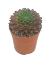 Kalanchoe oder Hauswurz im Marktkauf Prospekt Kalanchoe oder Hauswurz von im aktuellen Marktkauf Prospekt für 1,00 €