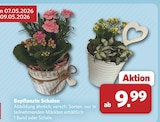 Bepflanzte Schalen bei combi im Cuxhaven Prospekt für 9,99 €