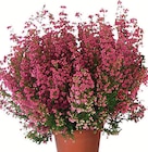 Besenheide im Angebot bei Wreesmann in Cuxhaven Besenheide Angebote bei Wreesmann Cuxhaven für 1,99 €