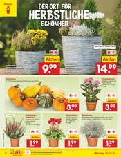 Ähnliche Balkonpflanzen Angebote im Prospekt "Aktuelle Angebote" von Netto Marken-Discount in Hückelhoven Ähnliche Angebote wie Balkonpflanzen im Prospekt "Aktuelle Angebote" auf Seite 6 von Netto Marken-Discount in Hückelhoven