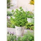 Plantes aromatiques - Carrefour à Livry-Gargan Plantes aromatiques en promo chez Carrefour Livry-Gargan à 2,49 €