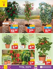 Aktueller Netto Marken-Discount Prospekt mit Pflanzen, "Aktuelle Angebote", Seite 10