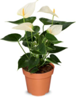 Aktuelles Flamingoblume Angebot bei Netto Marken-Discount in Hamburg ab 5,99 €