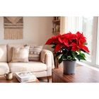 Poinsettia XXL - Carrefour à Montreuil Poinsettia XXL en promo chez Carrefour Montreuil à 10,99 €