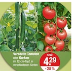 Aktuelles Veredelte Tomaten oder Gurken Angebot bei V-Markt in München ab 4,29 €