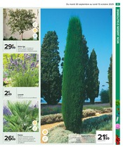 Palmier Angebote im Prospekt "PRÉPAREZ L’AUTOMNE : JARDIN - BRICOLAGE" von Carrefour auf Seite 11