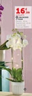 Orchidée 2 Tiges dans le catalogue Super U