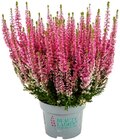 Besenheide im Angebot bei Penny in Arnsberg Besenheide Angebote bei Penny Arnsberg für 1,79 €