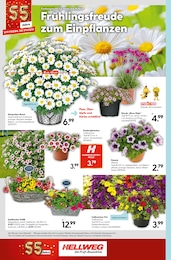 Stauder Angebot & Preis im aktuellen Hellweg Prospekt Stauder Angebot im aktuellen Hellweg Prospekt auf Seite 16