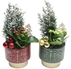 Promo Composition de plantes à 9,99 € dans le catalogue Carrefour à Châtenay-Malabry