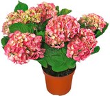 Aktuelles Hortensie XL Angebot bei REWE in Bielefeld ab 9,99 €