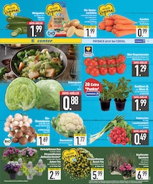 Aster im EDEKA Prospekt "DAS BESTE DER WOCHE" auf Seite 7