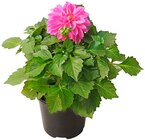 Penny Hohenthurm - Dahlie Angebot im Prospekt Dahlie bei Penny im Hohenthurm Prospekt für 1,79 €