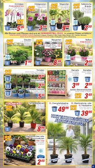 Stiefmütterchen im CENTERSHOP Prospekt "Da geht was." mit 20 Seiten (Mönchengladbach)