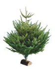 SAPIN NORDMANN COUPÉ 125/150 CM AVEC BÛCHE OFFERTE à Intermarché dans Bainville-sur-Madon SAPIN NORDMANN COUPÉ 125/150 CM AVEC BÛCHE OFFERTE à Intermarché dans Bainville-sur-Madon