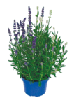 Lavendel Twins im Angebot bei Netto mit dem Scottie in Kiel Lavendel Twins Angebote bei Netto mit dem Scottie Kiel für 2,49 €