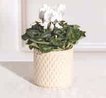 Plante Fleurie dans le catalogue Hyper U