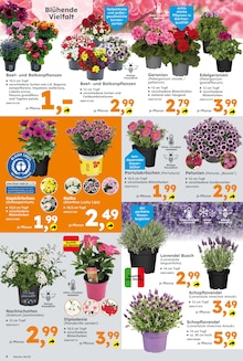 Blumen im Globus-Baumarkt Prospekt "Immer eine Idee besser" mit 24 Seiten (Herne)