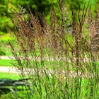 Promo Calamagrostide Overdam vert botanic. Le pot de 4 litres à 16,99 € dans le catalogue Botanic à Saint-Genest-Lerpt