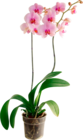 ORCHIDÉE 2 BRANCHES - SANS MARQUE en promo chez Auchan Supermarché Metz à 8,99 €