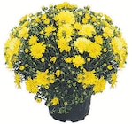 Wreesmann Oderwitz - KUGELCHRYSANTHEMEN Angebot im Prospekt KUGELCHRYSANTHEMEN bei Wreesmann im Oderwitz Prospekt für 3,99 €