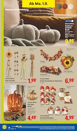 Sonnenblume im Lidl Prospekt in Gelsenkirchen Aktueller Lidl Prospekt mit Sonnenblume, "LIDL LOHNT SICH", Seite 34