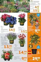 Hortensie im Globus-Baumarkt Prospekt in Neuwied Aktueller Globus-Baumarkt Prospekt mit Hortensie, "Immer eine Idee besser", Seite 3